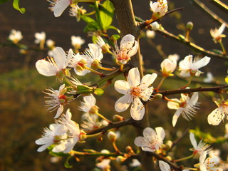 Kirschblüten in der Abendsonne
