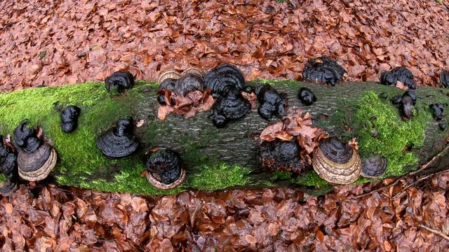 Verrottender Baumstamm im Naturpark Spessart, Zersetzung, Verg&auml;nglichkeit, Urwald, Laubwald, 4K