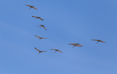 Sandhill Crane Flock