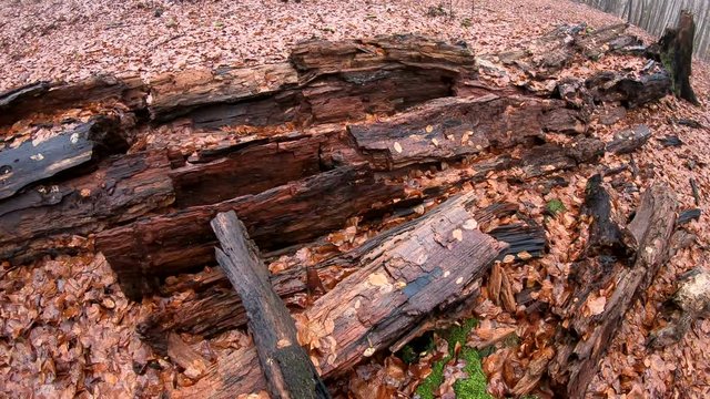 Verrottender Baumstamm im Naturpark Spessart, Zersetzung, Verg&auml;nglichkeit, Urwald, Laubwald, 4K