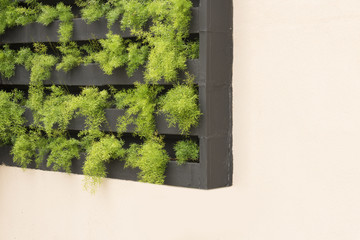 Vertical garden with young plants growing