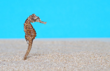 Seahorse in sand