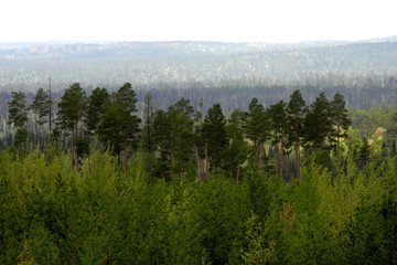 Beautiful green Forest