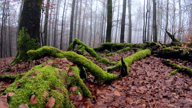 Verrottender Baumstamm im Naturpark Spessart, Zersetzung, Verg&auml;nglichkeit, Urwald, Laubwald, 4K