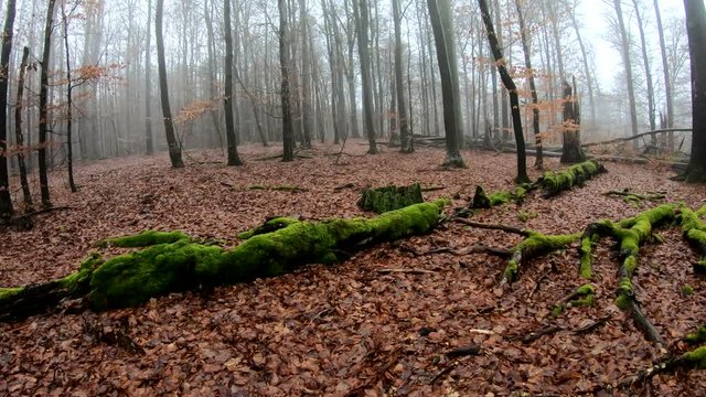 Verrottender Baumstamm im Naturpark Spessart, Zersetzung, Verg&auml;nglichkeit, Urwald, Laubwald, 4K