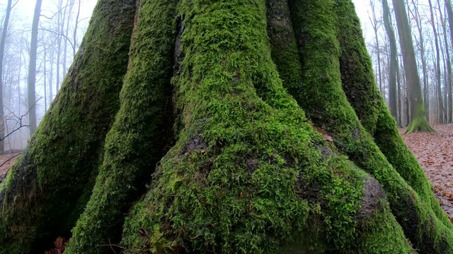Verrottender Baumstamm im Naturpark Spessart, Zersetzung, Verg&auml;nglichkeit, Urwald, Laubwald, 4K