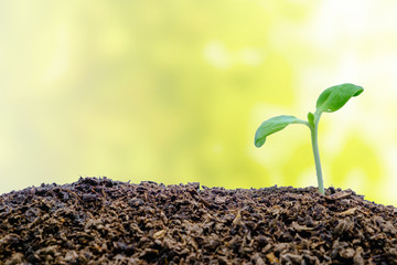 Sprout growing from soil on blurred natural background for green environment concept