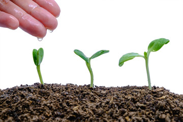 Hand watering sprout growing from soil on white background for green environment concept