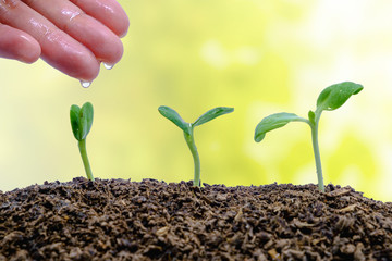 Hand watering sprout growing from soil on blurred natural background for green environment concept
