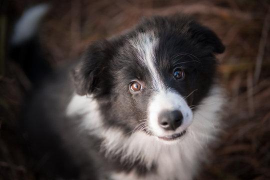 Head of border collie in field