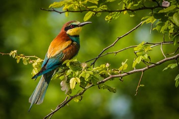 European Bee-eater