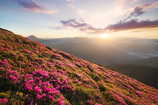 Flowes in the mountains during sunrise. Beautiful natural landscape in the summer time