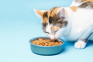 The Cory cat is appetizing eats from a plate on a blue background