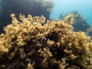 Brown algae bush in the Mediterranean sea