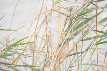 Wild grass on the shore of a lake