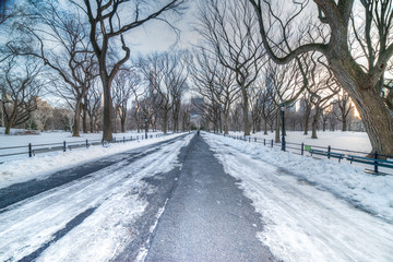 Winter in the Mall, Central Park, NYC