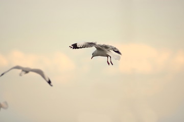 Seagull flying in the sky during sunset ( Science name is Charadriiformes Laridae ). Selective focus and shallow depth of field.