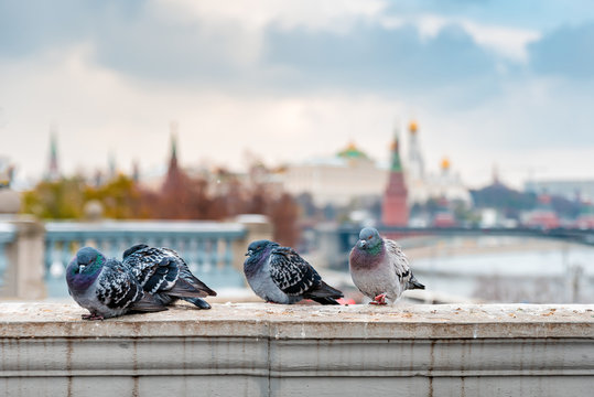 A flock of pigeons in winter on the bridge. View of the Kremlin. Moscow. Russia