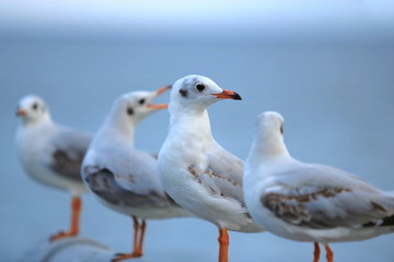 Flock of seagulls standing on stone fence on the blue sky ( Science name is Charadriiformes Laridae ). Selective focus and shallow depth of field.