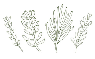 Fototapeta premium Set of hand drawn succulents. Vector illustration.