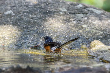Male White-rumped shama bathing in the pond , Thailand