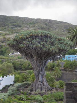 El drago famous millenario giant 2000 years old draceana tree in  Icod de vinos Tenerife island Spain