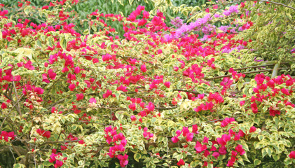 Fototapeta premium Blooming Red Bougainvillea Flowers Background