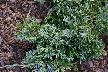 Juniperus horizontalis ICEE BLUE
