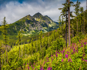 Panoramic view of the majestic Tatra Mountains in Slovakia. Summer idyllic landscape. Mighty mountains, wild woods and blooming meadows. Splash of colors.