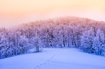 Winter mountain forest in snow, sunset, Bieszczady, Poland