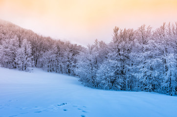 Winter mountain forest in snow, sunset, Bieszczady, Poland