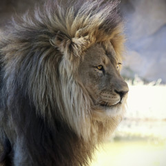 Obraz na płótnie Canvas A Portrait of an African Lion Male