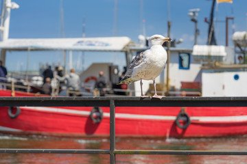 Möwe und Boot im Hafen © ThomBal