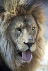 Naklejka premium An African Lion Male Sticking Out His Tongue