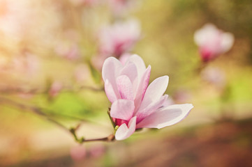 Fototapeta na wymiar decoration of few magnolia flowers. pink magnolia flower. Magnolia.