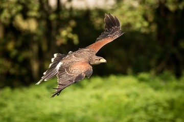 Fototapeta premium Flying Harris's Buzzard