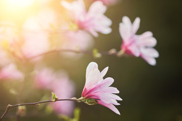 Obraz premium decoration of few magnolia flowers. pink magnolia flower. Magnolia.