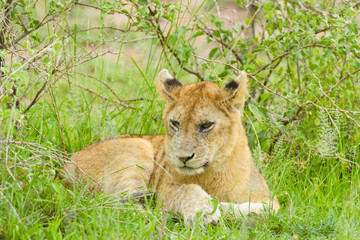 Closeup of a  Lion cub in the rain (scientific name: Panthera leo, or 