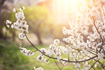 The beautiful blooming branch
