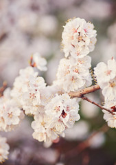 The beautiful blooming branch