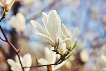 White magnolia flower