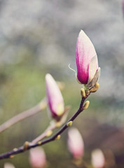 Macro of purple magnolia
