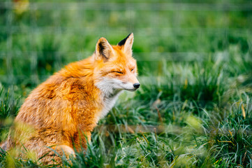 Portrait of young little red fox sitting on green grass at wild nature outdoor. Furry puppy animal life. Predator in countryside. Fauna lifestyle. Muzzle of lovely beautiful creature. Tender and kind.