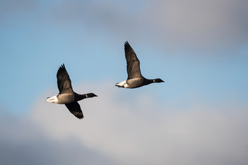 Brent Goose, Branta bernicla