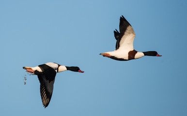 Shelduck, Common Shelduck, Tadorna tadorna