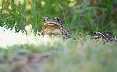 Big frog enjoying the nature after the rain
