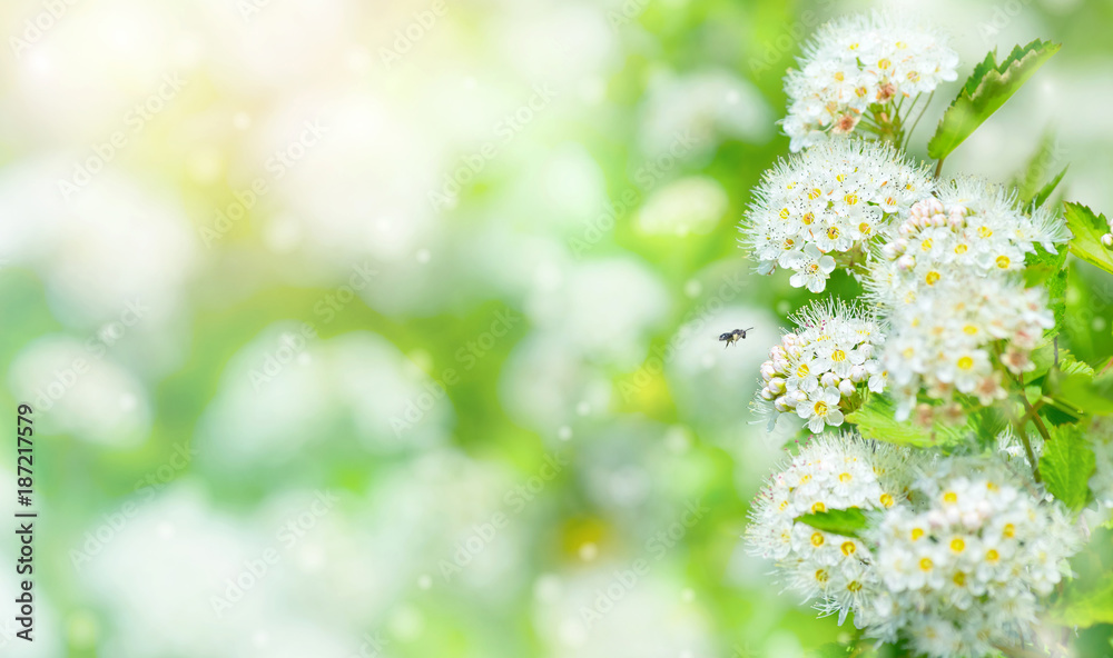 Aufkleber spring bright background with blossoming branch meadowsweet