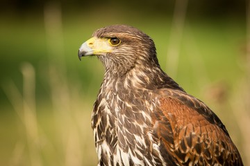  Harris's Buzzard close up, predator on the prowl, brown bird with a hooked beak, Europe