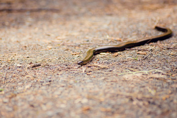 The radiated ratsnake, copperhead rat snake, or copper-headed trinket snake (Coelognathus radiata) is a nonvenomous species of colubrid snake.