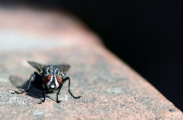 Fly standing on the ground